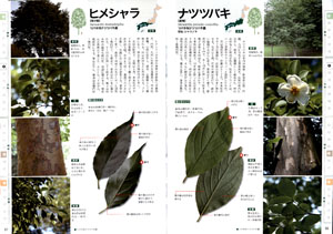 葉っぱ・花・樹皮でわかる　樹木図鑑の画像
